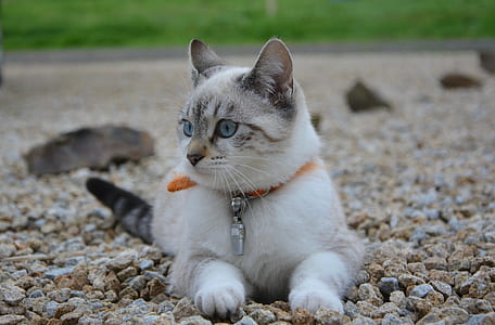 white and black tabby cat lying on rocks thumbnail
