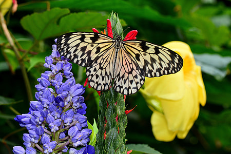 Paper Kite butterfly perched on the flower thumbnail