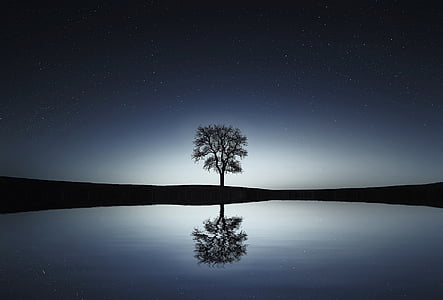 silhouette photo of tree reflecting on body of water thumbnail