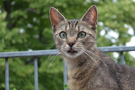 short-coated brown cat thumbnail