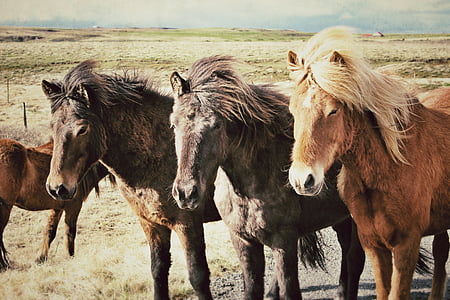 three brown and black horses on open field under white clouds blue skies daytime thumbnail