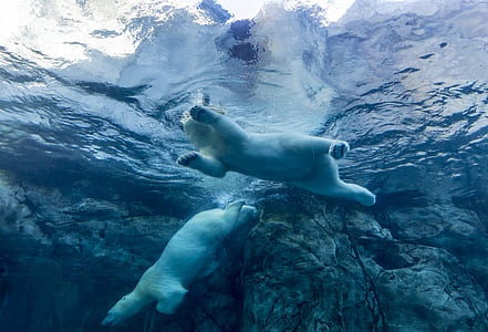 two white polar bears swimming on body of water thumbnail