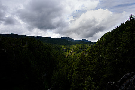aerial photography of forest thumbnail