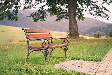 selective focus photography of bench placed near tree thumbnail