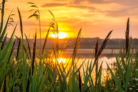 grass beside the lake during sunset thumbnail