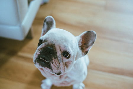 black and white Boston terrier sitting near white chair inside room thumbnail