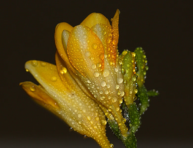 yellow freesia flower isolated on black background thumbnail