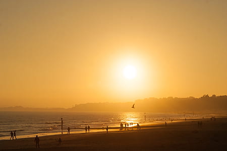 silhouette photography of bird flying above people on seashore during golden hour thumbnail