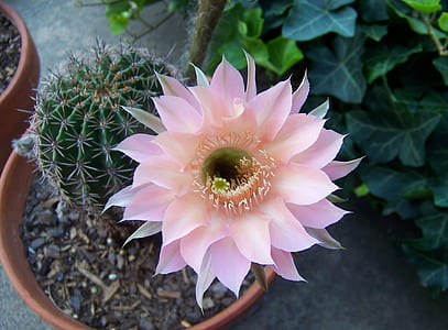 closeup photo of pink cactus flower thumbnail