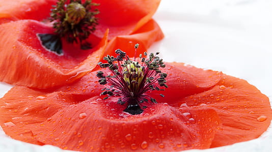 red flowers thumbnail
