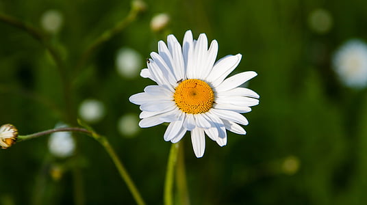 white daisy thumbnail