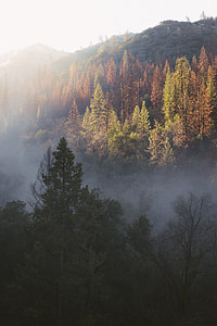 green forest during daytime thumbnail