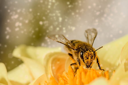 honeybee on yellow nectar flower thumbnail