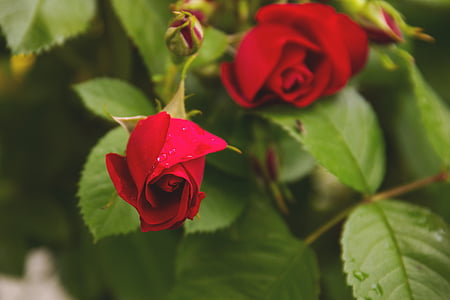 macro shot photography of red flower with green leaves thumbnail