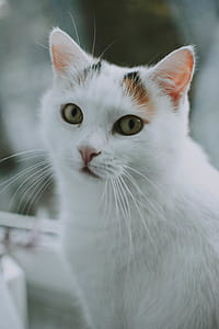 Selective Focus Photography Of White Cat thumbnail