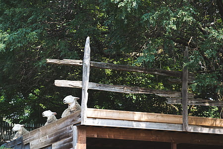 Sheep Rest In Barnyard Photo thumbnail