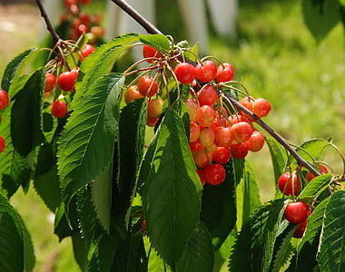 food, healthy, red, summer thumbnail
