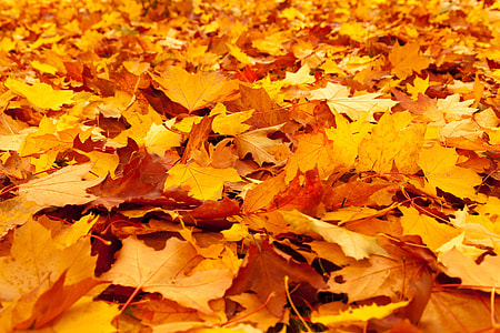 field of brown leaves thumbnail
