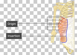 transverso del abdomen origen e inserción