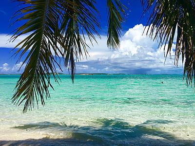 beach near palm tree thumbnail
