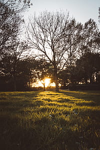 brown dry trees on green grass field thumbnail