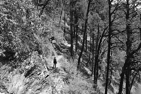 grayscale photography of person standing on forest trail thumbnail