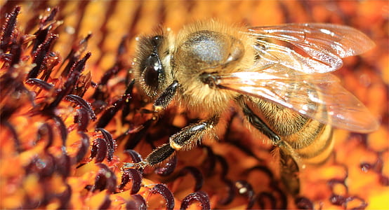 bee perched on brown flower thumbnail