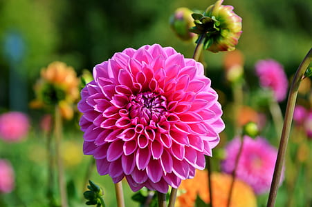 pink petaled flowers on selective focus photo thumbnail