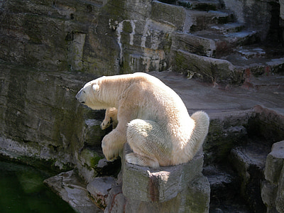 polar bear on rock formation thumbnail
