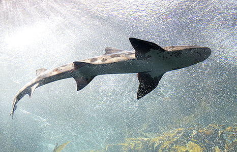 white and black Shark on body of water thumbnail