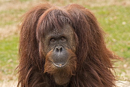 brown monkey on focus photo thumbnail