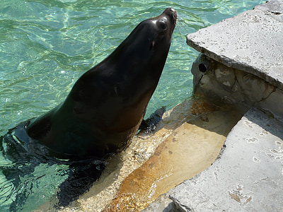 black seal on water thumbnail