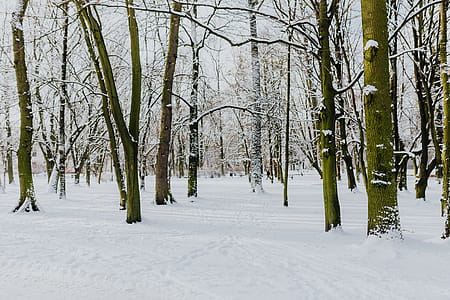 Wintery Park thumbnail