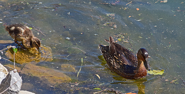 Duck And Duckling, Mallard Duck thumbnail