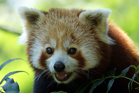 red panda thumbnail