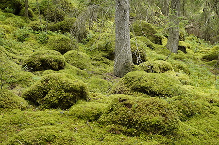 green grass near trees during daytime thumbnail
