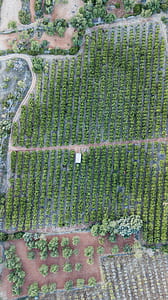 aerial photography of trees thumbnail