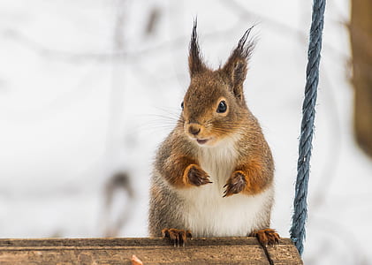 brown and white squirrel beside blue rope thumbnail