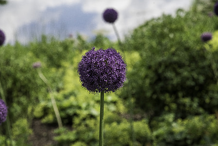 Purple Flower in the Chicago Botanical Gardens thumbnail