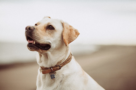 short-coated yellow dog thumbnail