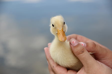 yellow duckling on hand thumbnail