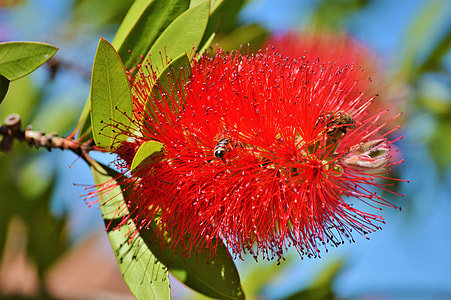 two bees on top of red flower thumbnail