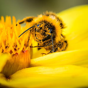 selective focus photography of honeybee on yellow petaled flower thumbnail
