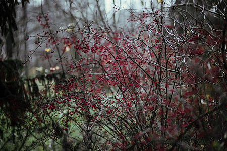 A walk in an autumn forest thumbnail
