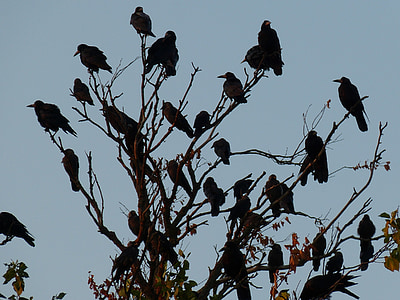 flock of bird perched on brown tree thumbnail