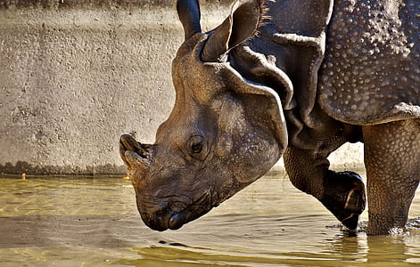 gray rhinoceros in close up photography thumbnail
