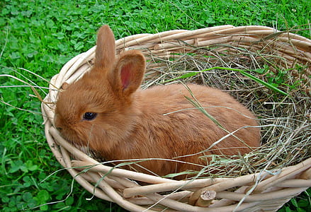 brown rabbit on brown wicker basket thumbnail