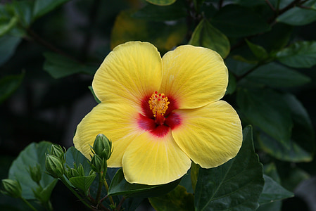 yellow and red hibiscus flower thumbnail
