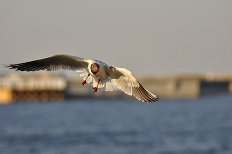 white and black on mid air over body of water under clear sky during daytime thumbnail