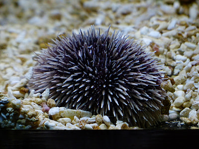 Sea Urchins, Purple Sea Urchin thumbnail